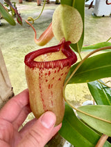 Nepenthes ventricosa x sibuyanensis BE-3757 *XXL SPECIMEN*