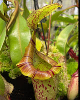 Nepenthes (veitchii x platychila) x platychila BE-4072