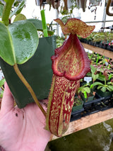 Nepenthes maxima x (lowii x macrophylla) BE-3709