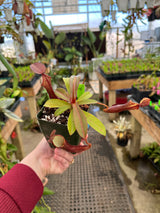 Nepenthes ramispina x reinwardtiana BE-3711
