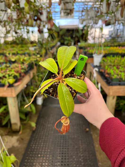 Nepenthes boschiana x mira BE-3675
