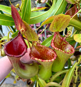 Nepenthes lowii x ventricosa 'PDA' (Female) *ROOTED CUTTINGS*