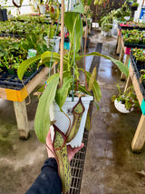 Nepenthes x Fairyland (Leilani Nursery) *XL ROOTED CUTTINGS*