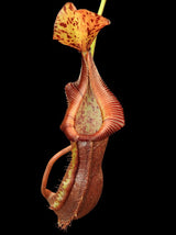 Nepenthes singalana x (burbidgeae x edwardsiana) BE-3984