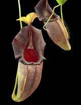 Nepenthes ovata BE-3919