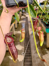 Nepenthes boschiana x tenuis BE-3763 *ROOTED CUTTINGS*