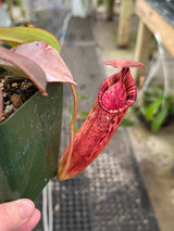 Nepenthes (veitchii x lowii) x spectabilis BE-3400