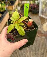 Nepenthes sibuyanensis BE-4029 *SEED-GROWN* *SPECIMENS*