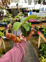 Nepenthes maxima x (lowii x macrophylla) BE-3709