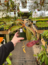 Nepenthes spathulata x (burbidgeae x edwardsiana) BE-3978