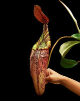 Nepenthes spectabilis x veitchii BE-3664