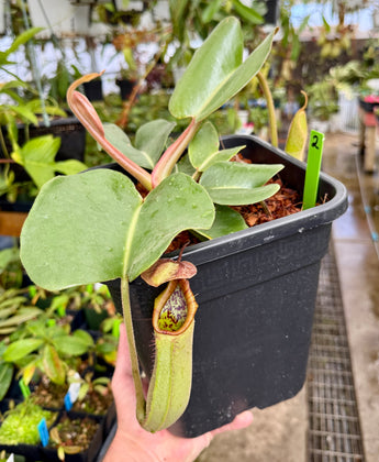 Nepenthes truncata “Red” *XL SPECIMEN*