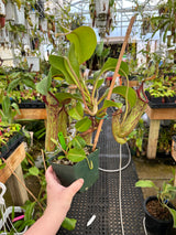 Nepenthes maxima x truncata *SPECIMEN*