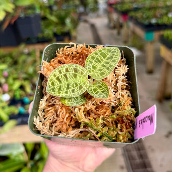 Macodes petola (Lightning Jewel Orchid)