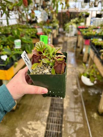 Cephalotus follicularis “Brewer typical” *SPECIMENS*