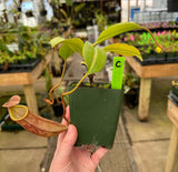 Nepenthes boschiana x mira BE-3675