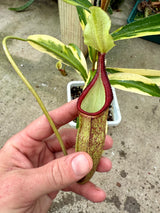 Nepenthes singalana VARIEGATED *XL SPECIMEN*