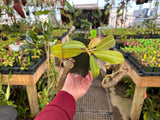 Nepenthes stenophylla *SEED-GROWN*
