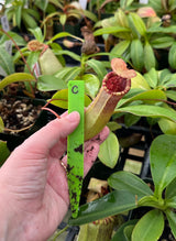 Nepenthes sibuyanensis x (veitchii x lowii) BE-3986