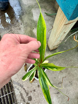 Nepenthes singalana VARIEGATED *XL SPECIMEN*