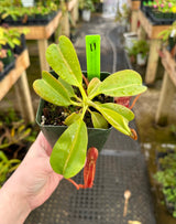 Nepenthes (veitchii x lowii) x (burbidgeae x edwardsiana) BE-3980 *SPECIMENS*