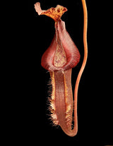 Nepenthes singalana x (burbidgeae x edwardsiana) BE-3984
