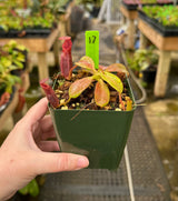 Nepenthes (veitchii x lowii) x (burbidgeae x edwardsiana) BE-3980 *SPECIMENS*