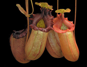 Nepenthes sibuyanensis x robcantleyi 'King of Clubs' BE-3713