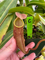 Nepenthes boschiana x mira BE-3675