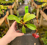 Nepenthes (veitchii x lowii) x (burbidgeae x edwardsiana) BE-3980 *SPECIMENS*