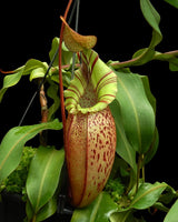 Nepenthes spectabilis x veitchii BE-3664