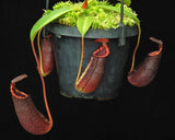 Nepenthes spectabilis x lowii BE-4524