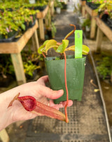 Nepenthes (veitchii x lowii) x (burbidgeae x edwardsiana) BE-3980 *SPECIMENS*