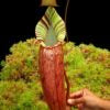 Nepenthes spectabilis x veitchii BE-3664