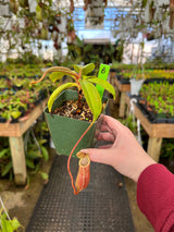 Nepenthes boschiana x mira BE-3675