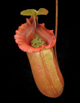 Nepenthes sibuyanensis x robcantleyi 'King of Clubs' BE-3713