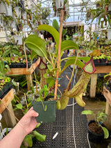 Nepenthes maxima x truncata *SPECIMEN*
