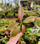 Nepenthes rajah x (veitchii x platychila) BE-4017 *SEED-GROWN*