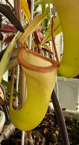 Nepenthes ventricosa x dubia BE-3742
