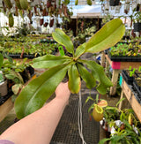 Nepenthes sibuyanensis x (veitchii x lowii) BE-3986