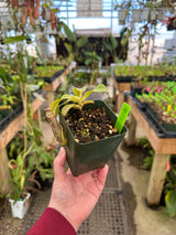 Nepenthes stenophylla *SEED-GROWN*