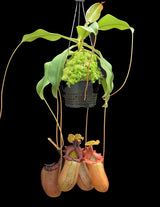 Nepenthes sibuyanensis x robcantleyi 'King of Clubs' BE-3713