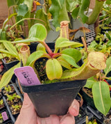 Nepenthes truncata x clipeata