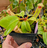 Nepenthes truncata x clipeata