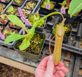 Nepenthes x ‘Predator’ *ROOTED CUTTINGS*