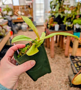 Nepenthes x ‘Predator’ *ROOTED CUTTINGS*