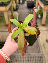 Nepenthes sanguinea BE-4066