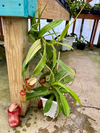 Nepenthes ventricosa x sibuyanensis BE-3757 *XXL SPECIMEN*