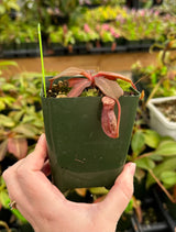 Nepenthes rajah x (veitchii x platychila) BE-4017 *SEED-GROWN*