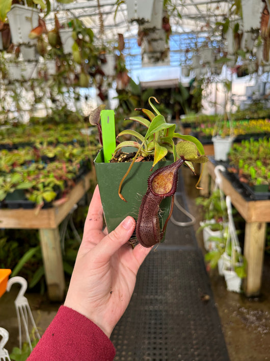 Nepenthes singalana x hamata BE-3955